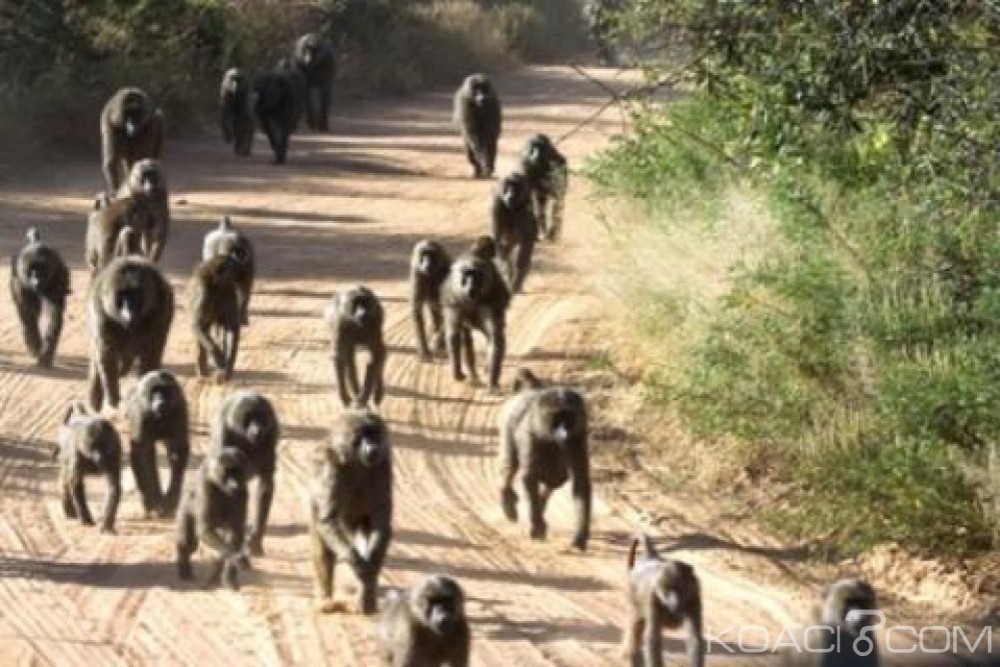 Zimbabwe : Une troupe de babouins perturbent une émission de radio