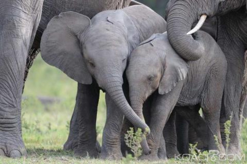 Zimbabwe  : 14 éléphants morts  empoisonnés