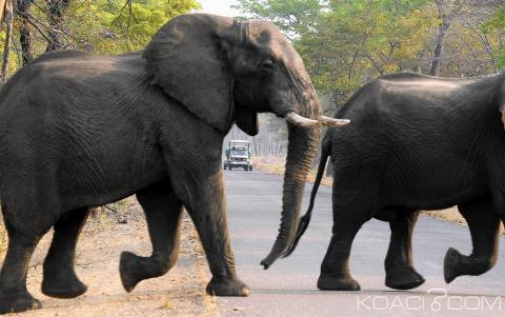 Zimbabwe : Un éléphant de plus de 50 ans abattu par un chasseur allemand