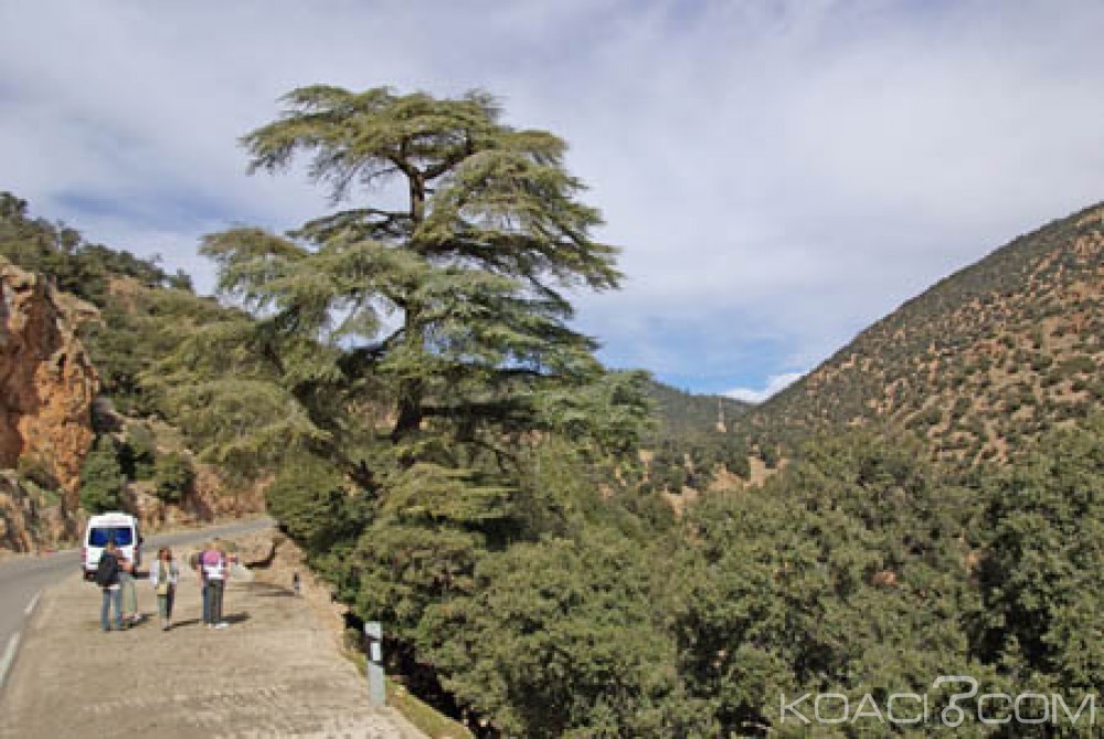 Maroc : Quatre adolescentes  enlevées, battues et violées dans une forêt