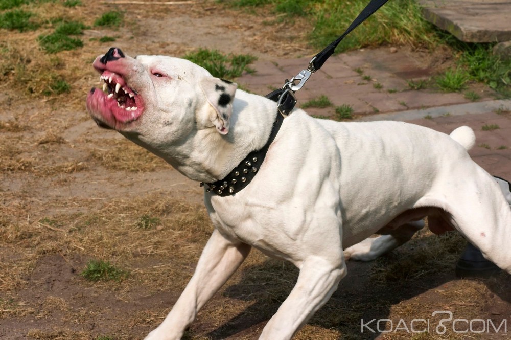 Maroc: Un pitbull attaque des policiers à  la poursuite d'un criminel