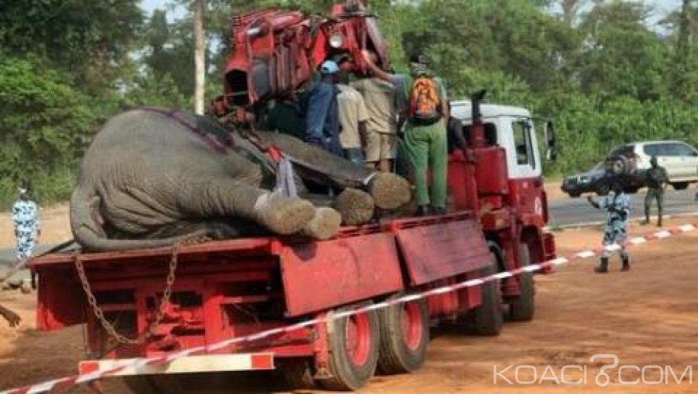 Zimbabwe : 22 éléphants empoisonnés près du parc de Hwange