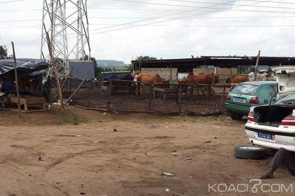 Côte d'Ivoire: Élevage en pleine habitation à  Abobo N'Dotré, incommodant et sources de pathologies