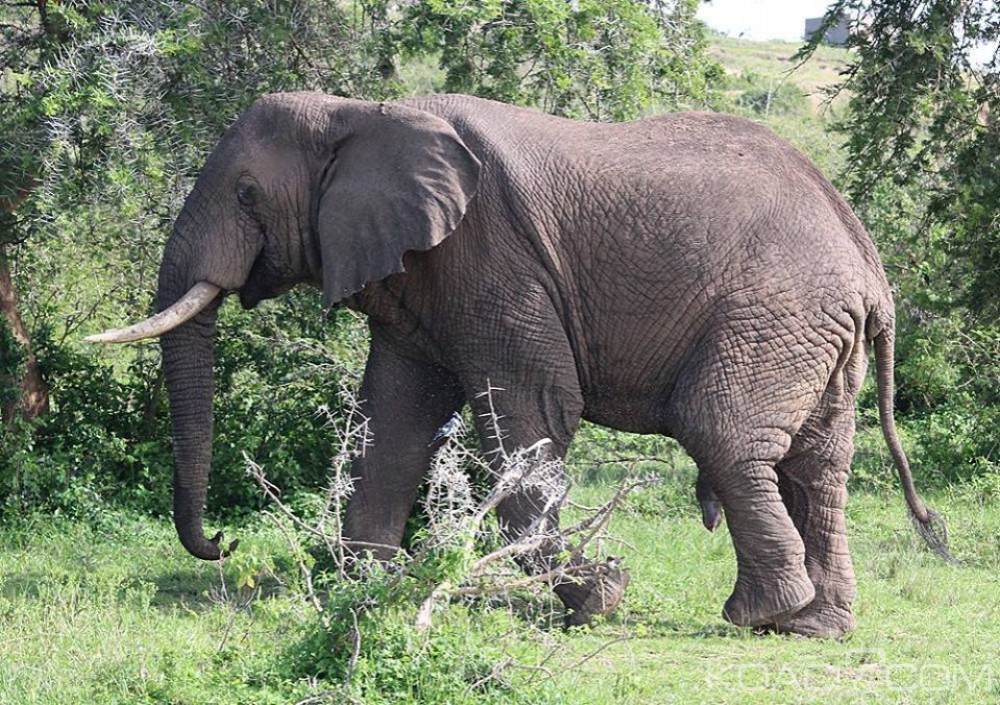 Côte d'Ivoire: Département de Niakara, cinq éléphants découverts dans le village d'Arikokaha