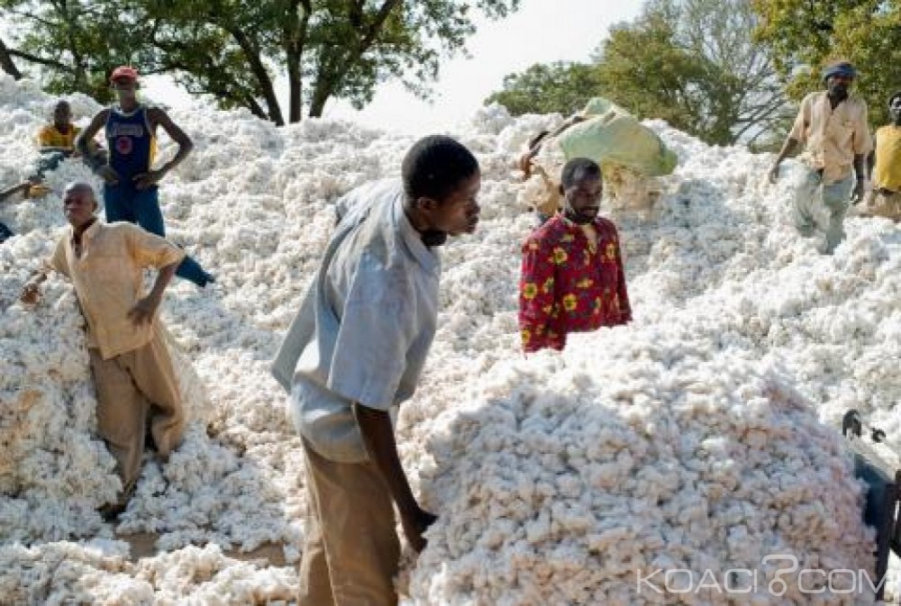 Côte d'Ivoire: L'ouverture de la campagne cotonnière prévue le 15 novembre, le prix du kilo fixé à  250 FCFA