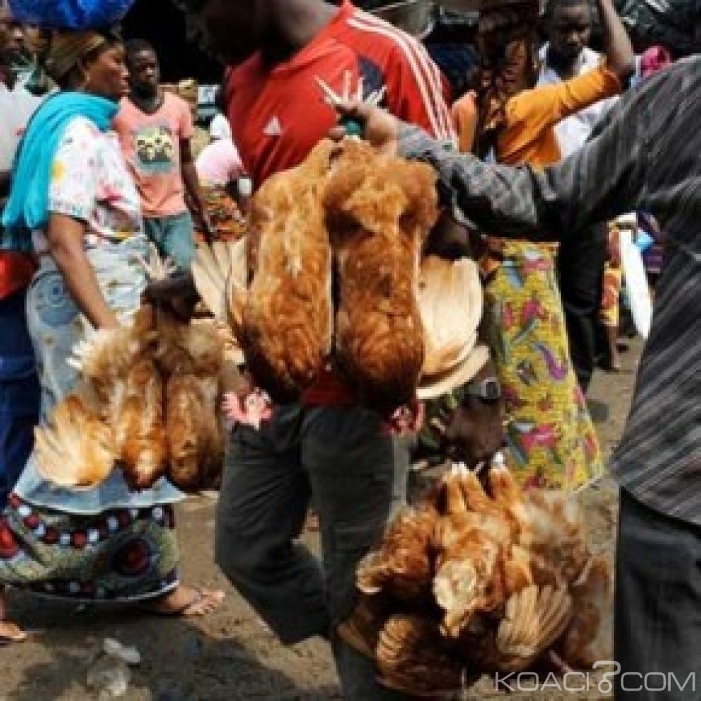 Côte d'Ivoire : Fêtes de fin d'année, interdiction de la vente des poulets aux carrefours