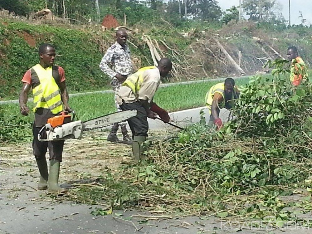 Côte d'Ivoire: Autoroute du nord, un arbre abattu tombe sur la chaussée et perturbe la circulation