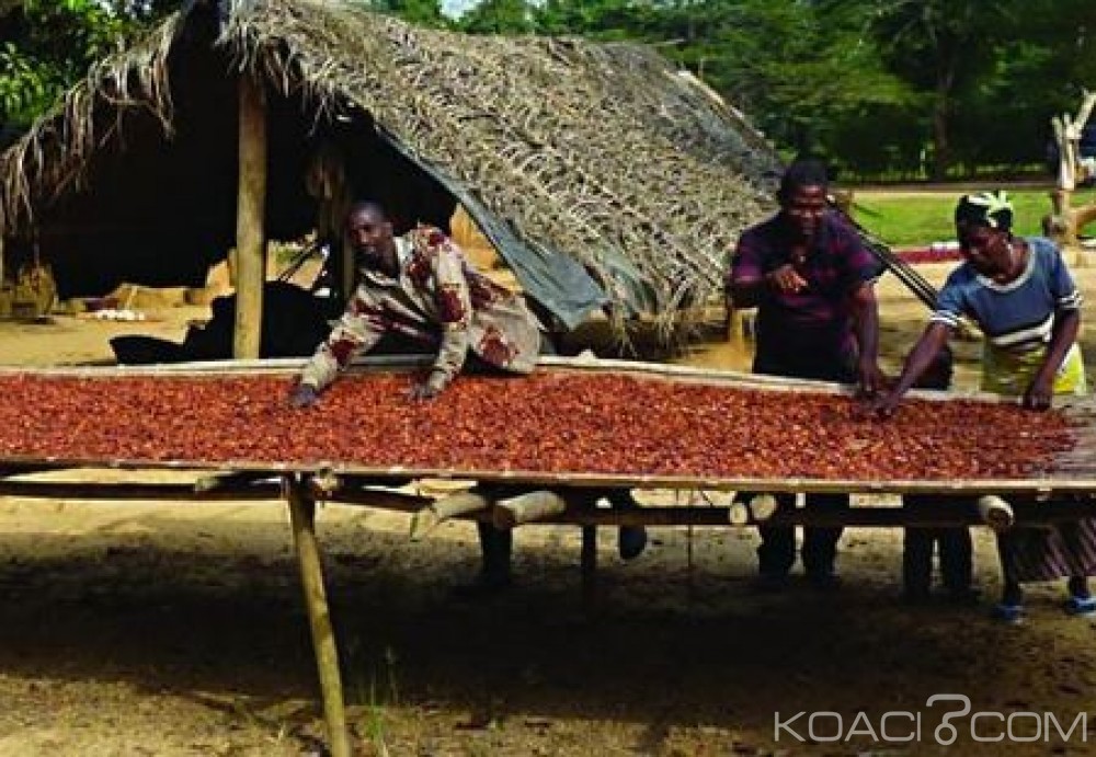 Côte d'Ivoire : Campagne commerciale, le prix bord champ du kilo de café passe de 650 FCFA à  670 FCFA