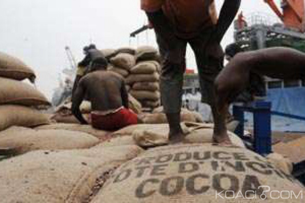 Côte d'Ivoire: Exportation de cacao, de nouvelles taxes et redevances pour les petits et moyens exportateurs ainsi que les coopératives