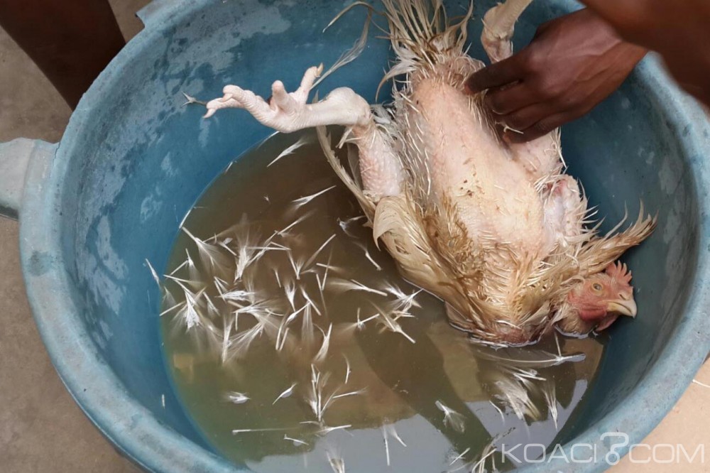 Côte d'Ivoire: Quand des poulets dangereux pour la santé,  se retrouvent sur le marché