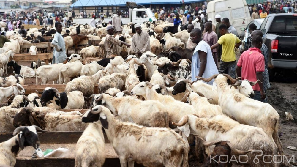 Nigeria: Des affrontements entre bergers peuls et fermiers font 20 morts