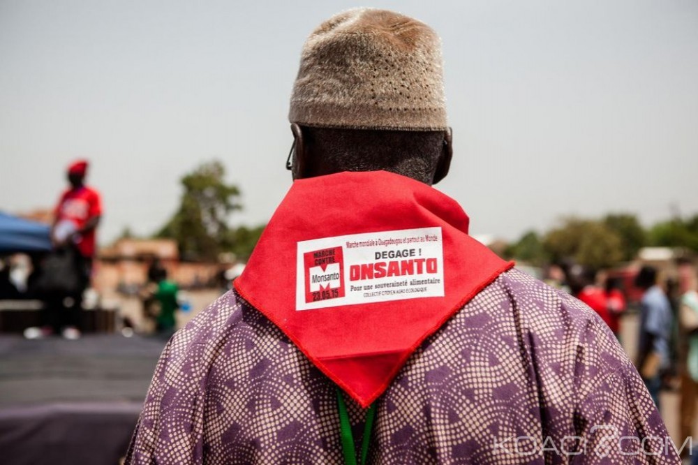Burkina Faso: Vers la fin de la culture du coton transgénique pour «mauvais rendement»