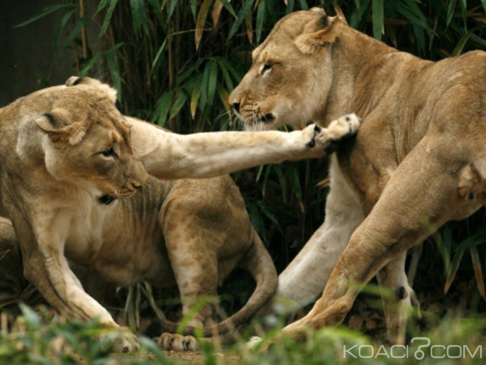 Kenya: Deux lionnes s'echappent d'un parc  à   Nairobi