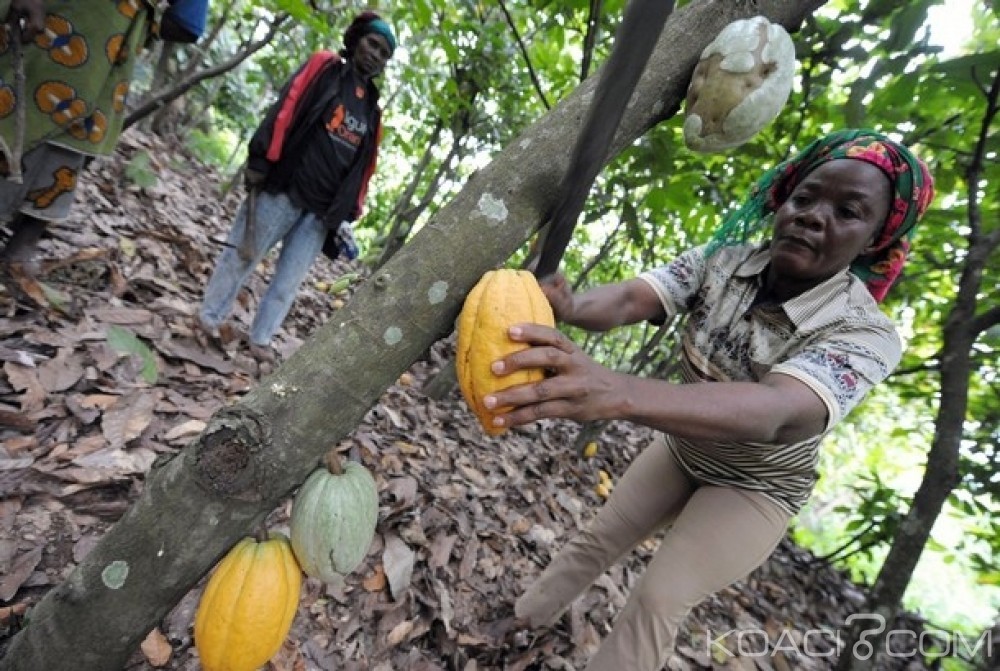 Côte d'Ivoire: Le kilogramme du cacao  acheté à  700 FCFA dans une localité de l'ouest du pays