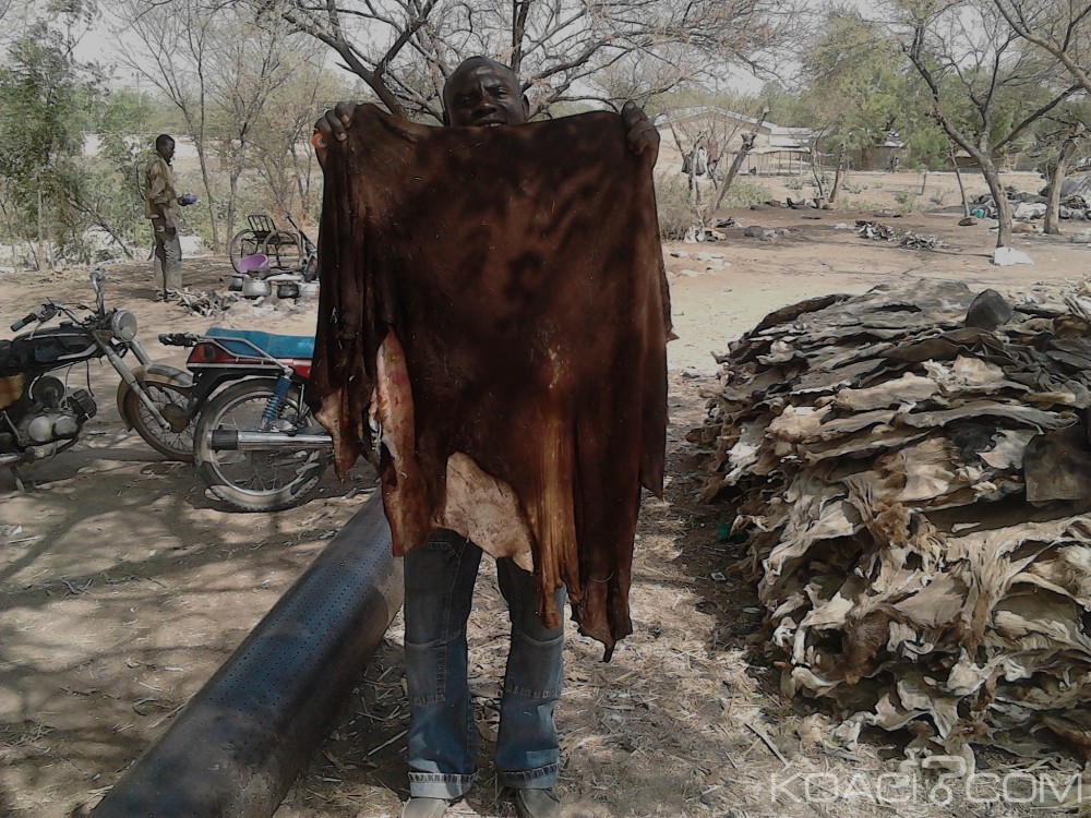 Cameroun: Les tanneurs de Madjema racontent la fabuleuse histoire de la transformation de la peau d'animal en cuir ou en fourrure