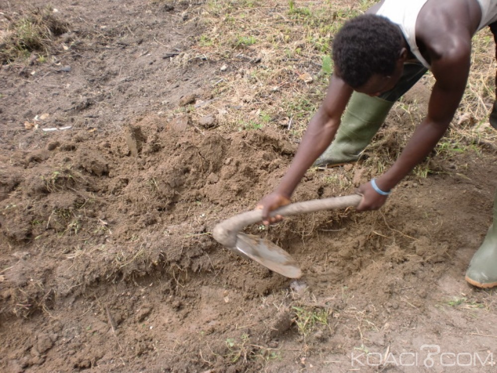 Côte d'Ivoire: Conflit foncier, seulement 4% des terres agricoles sont immatriculées, révèle  Mamadou Koulibaly