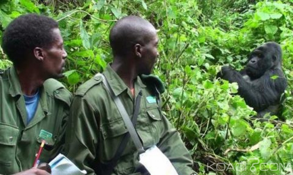 RDC : Affrontements sanglants dans le parc des Virunga, sept morts