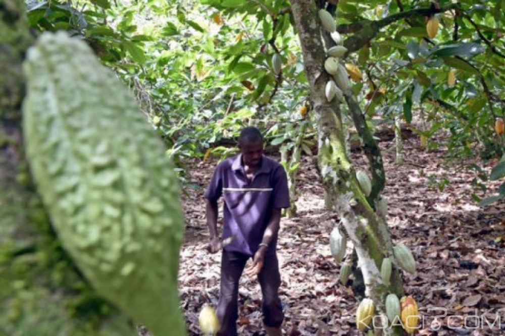 Côte d'Ivoire: Refus d'exploiter l'or dans leurs champs, des Baoulés en «difficultés» à   Gagnoa, 2 personnes interpellées