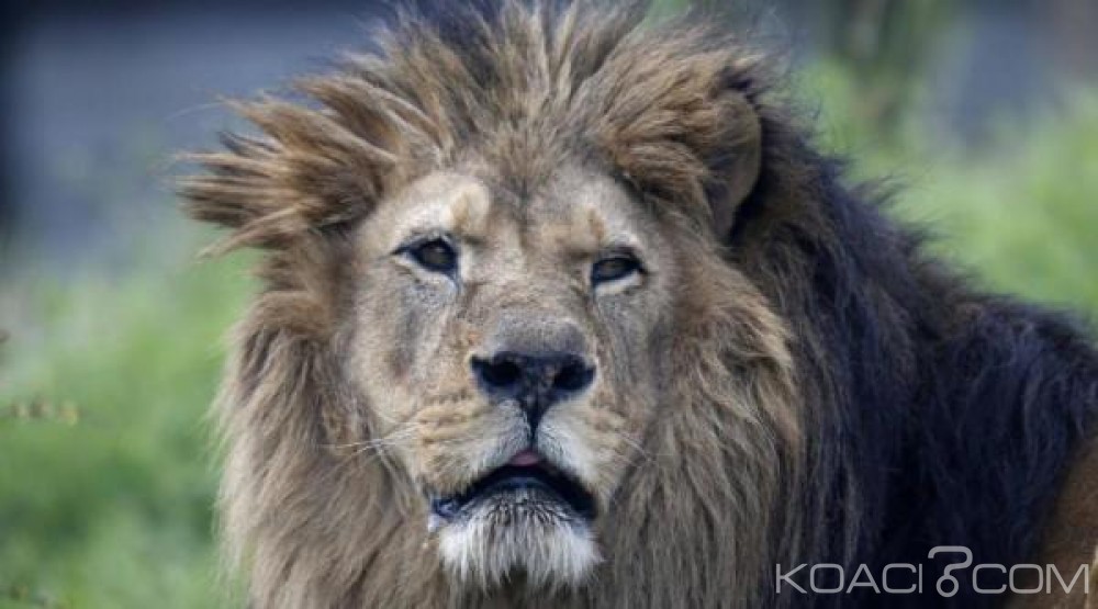 Afrique du Sud:  Le  lion Sylvester  s' échappe  de sa réserve