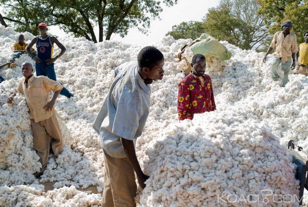 Burkina Faso : La culture du coton génétiquement modifié sera abandonnée d'ici 2017