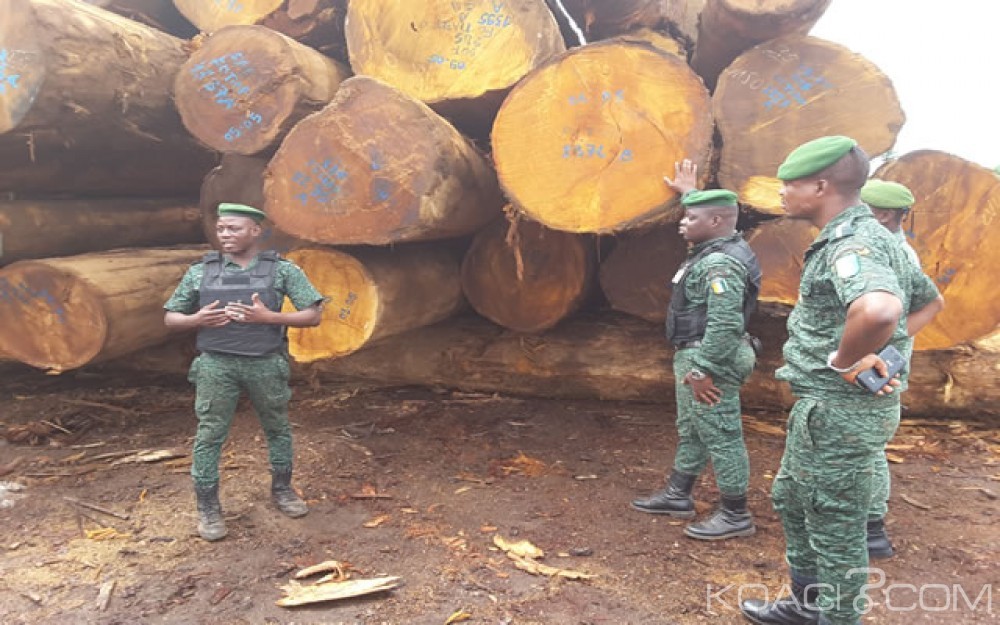Côte d'Ivoire: Comment la société Thanry fraudait sur les bois de grumes à  l'ouest