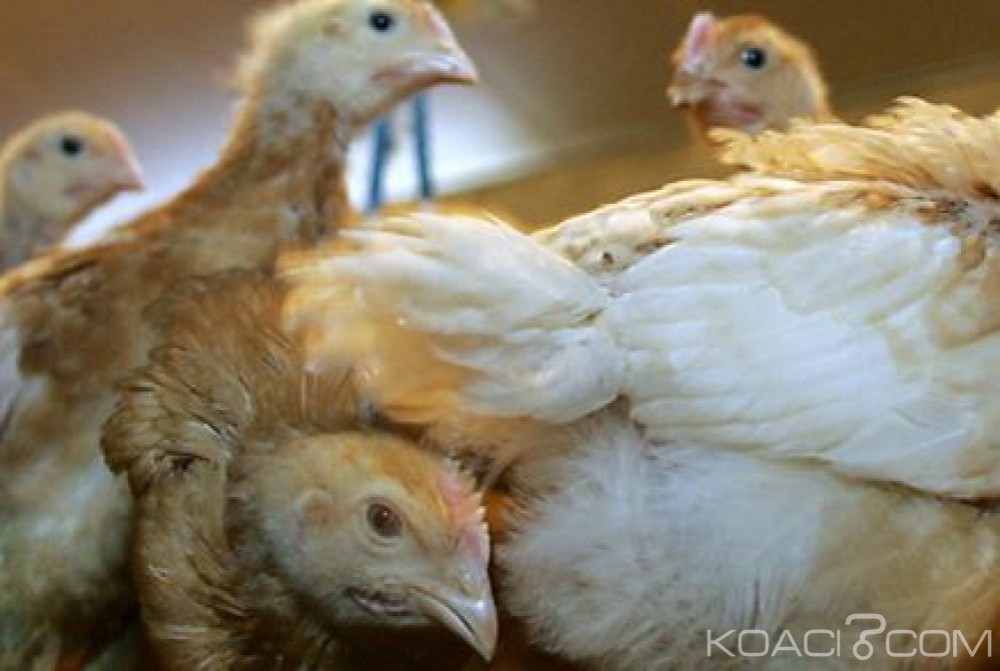 Cameroun: Grippe aviaire déclarée, interdiction de vente de poulets à  Yaoundé