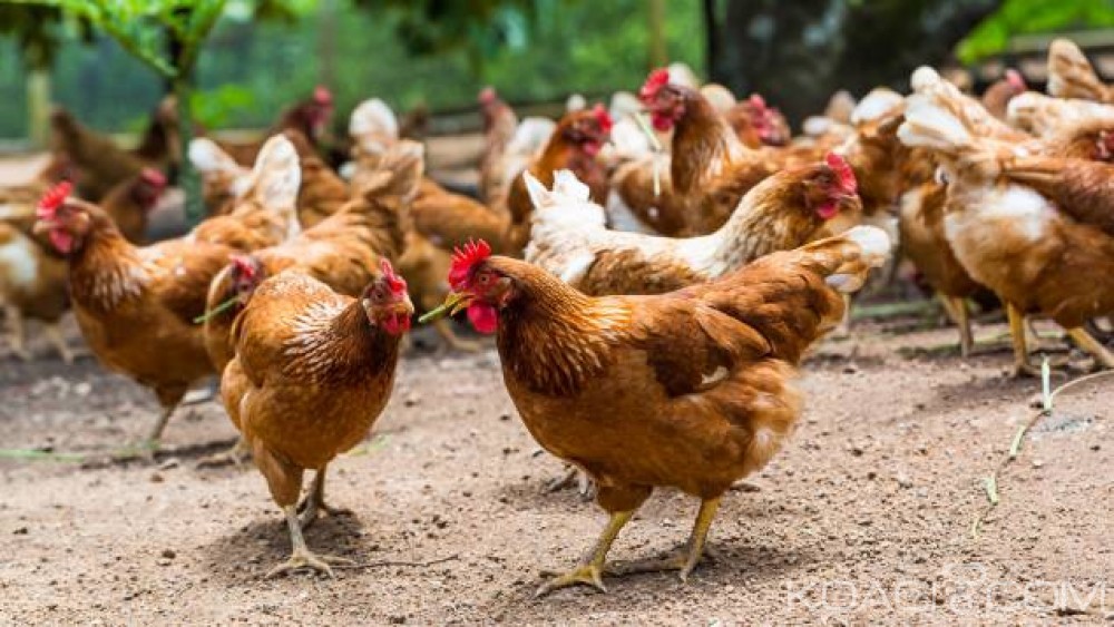 Cameroun: Marché de la volaille à  l'Ouest, la grippe aviaire frappe le premier bassin avicole du pays