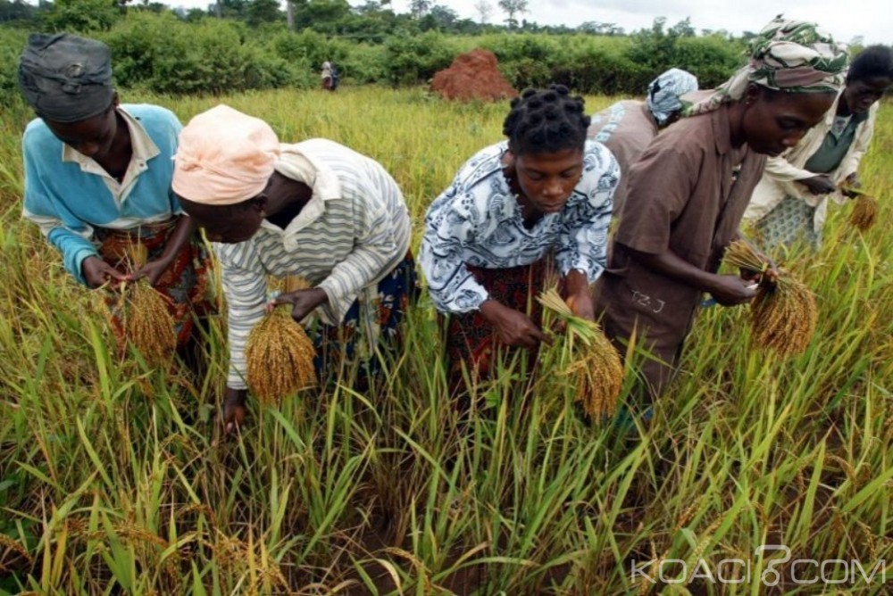Côte d'Ivoire : Un véhicule tue 7 femmes dans une rizière à  Divo