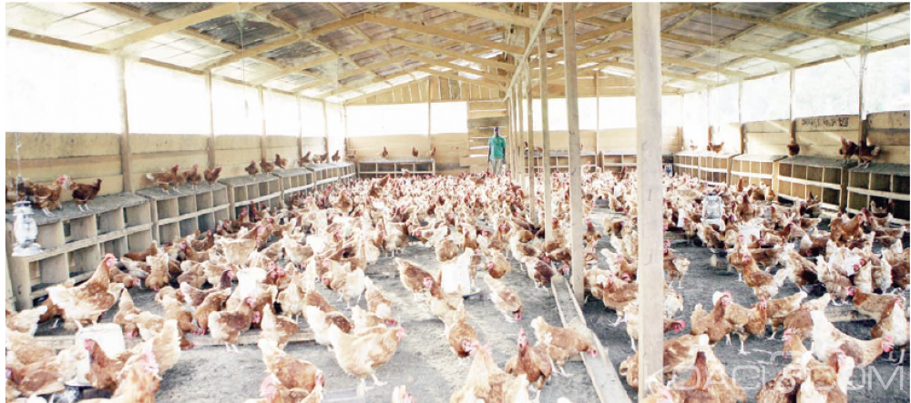 Cameroun: Filière avicole, au moins 400 000 emplois menacés par la présence de la grippe aviaire