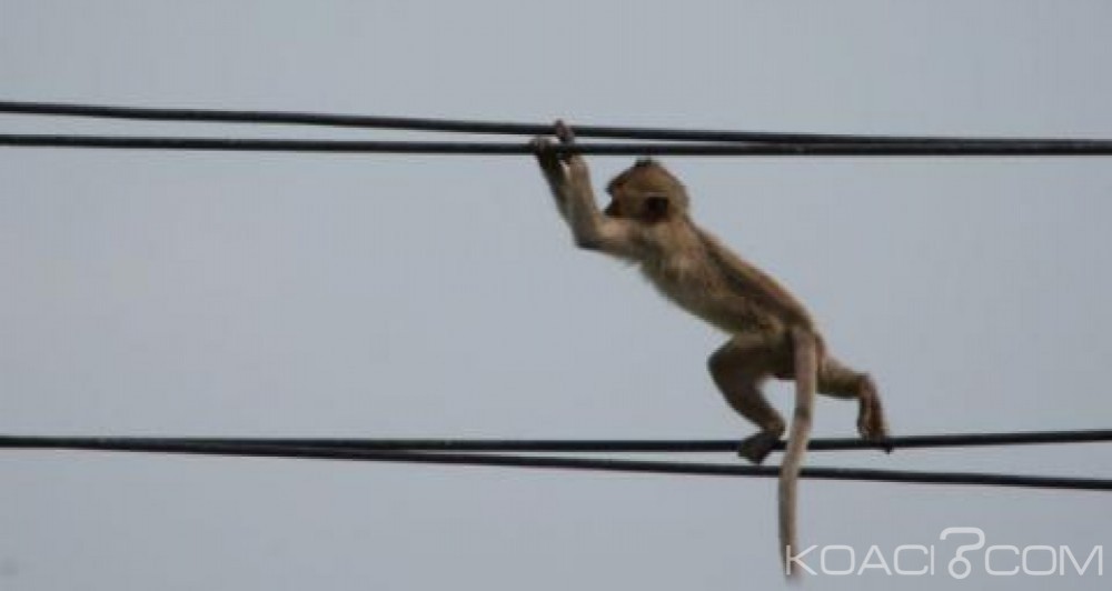 Kenya: Un singe provoque une panne de courant nationale