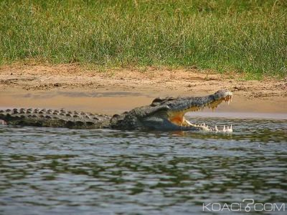 Angola  : Huit morts dans des attaques de crocodiles à  Mulondo