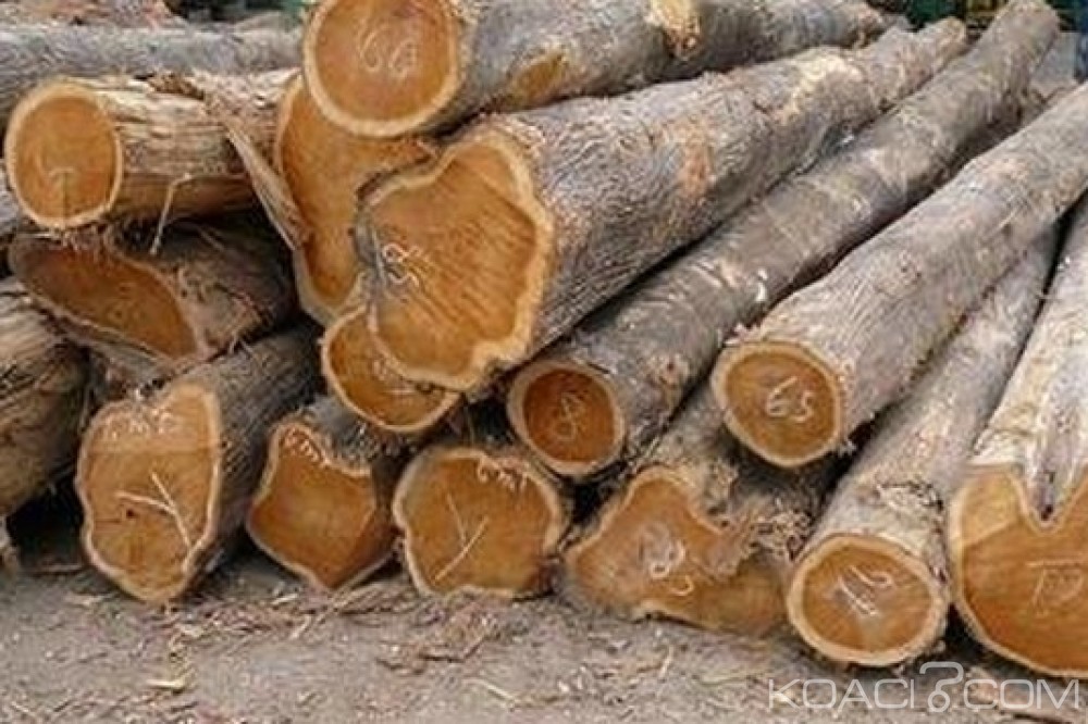 Togo: Moratoire de 10 ans sur l'importation et le transport de faux teck