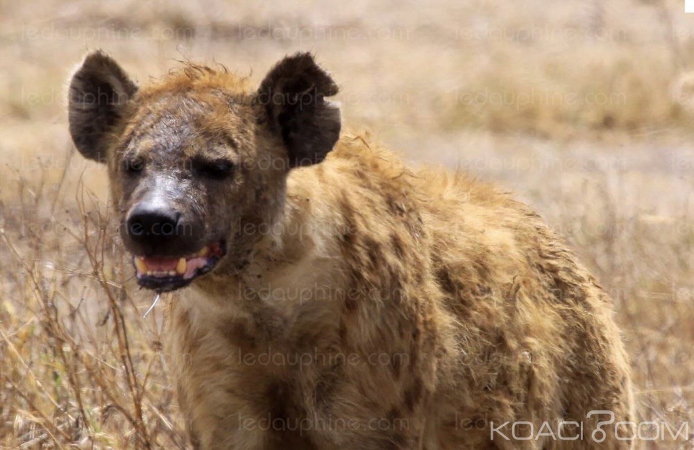 Afrique du sud : Un adolescent  de 15 ans défiguré par une hyène affamée