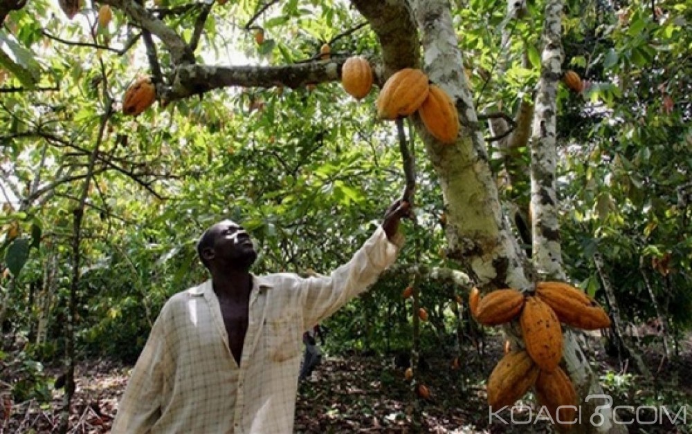 Côte d'Ivoire: Les achats du cacao et du café sont en baisse, selon le gouvernement