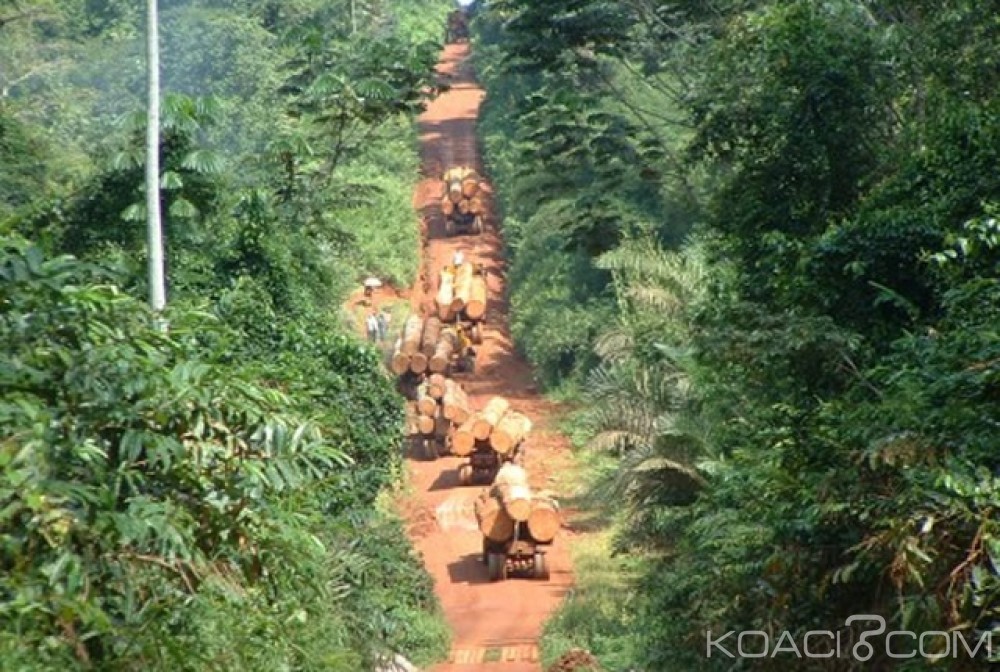 Cameroun: 14 importateurs britanniques de bois en provenance du Cameroun, sanctionnés par le Royaume-Uni