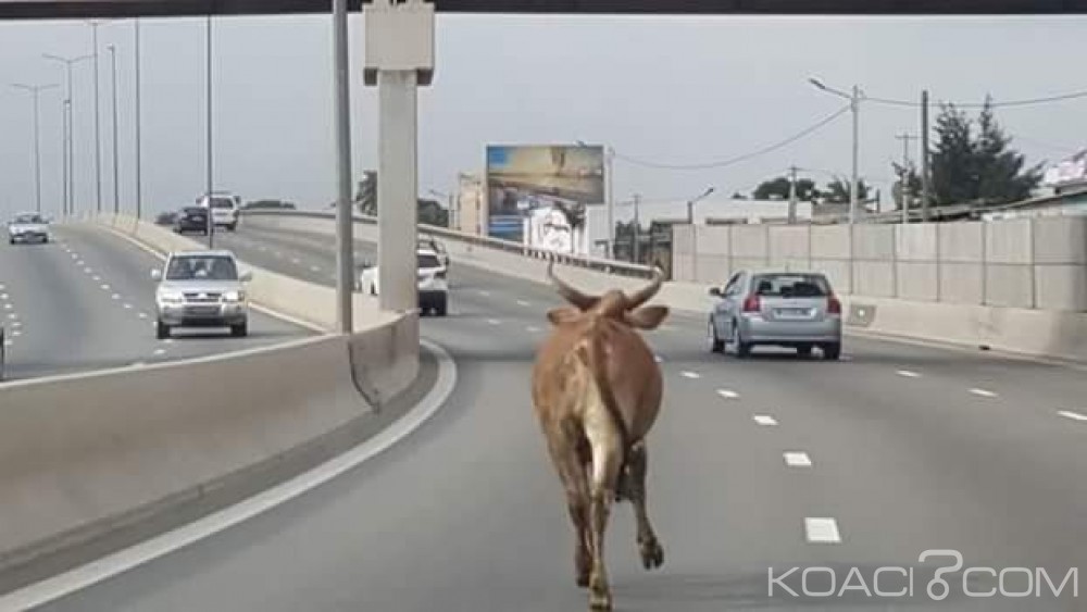 Côte d'Ivoire: Trois bœufs s'échappent d'un camion, l'un d'eux se présente au poste à  péage du pont HKB