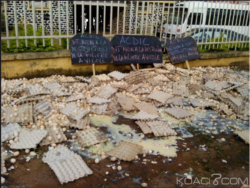 Cameroun: Pour protester contre la destruction de leur filière, les aviculteurs détruisent près de 15 000 œufs