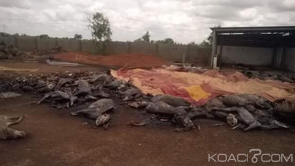 Burkina Faso: Une unité d'abattage d'à¢nes saccagée par des populations