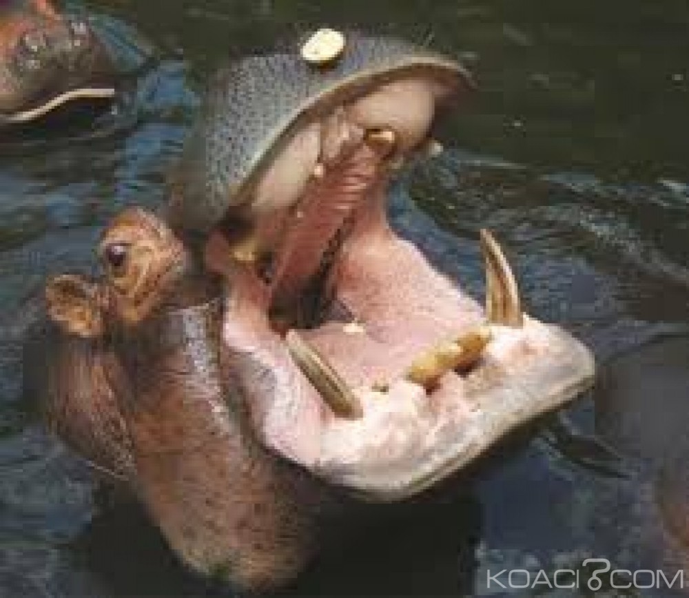Cameroun: Un hippopotame tue un homme à  l'extrême-nord du pays