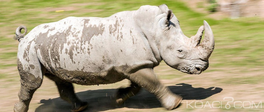Afrique du Sud : Un chinois interpellé à  l' aéroport en possession de 10 cornes de rhinocéros