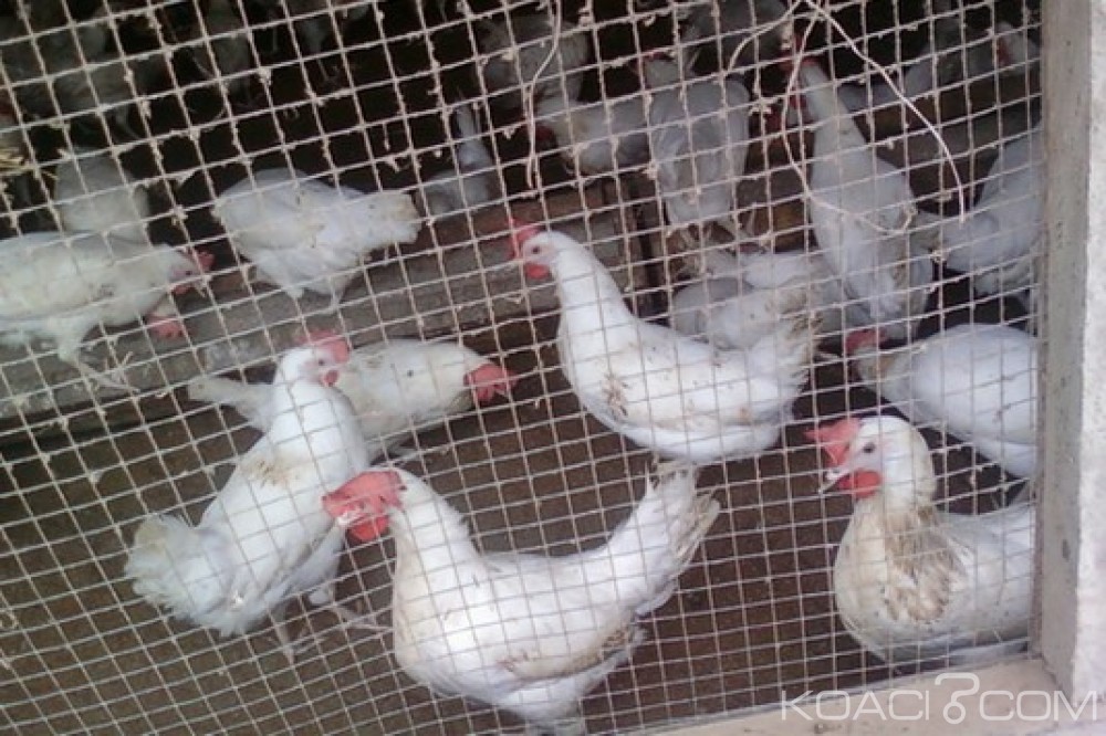Togo: Grippe aviaire signalée, de mesures urgentes prises à  Agoènyivé et Golfe