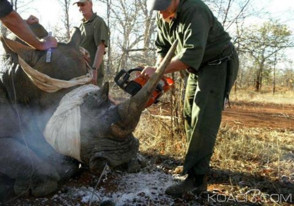 Zimbabwe: 700 rhinocéros décornés pour freiner le braconnage