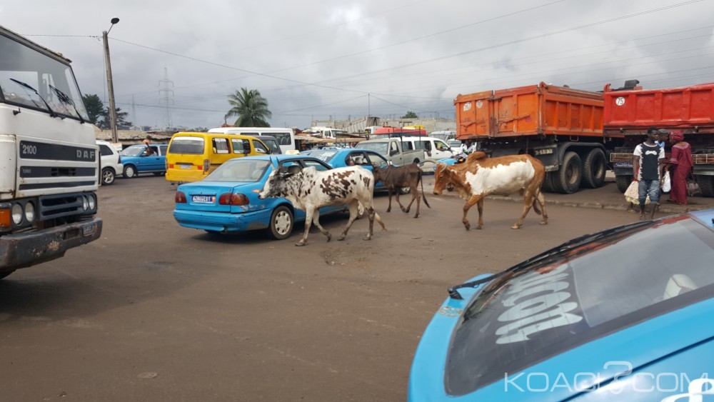 Côte d'Ivoire: Yopougon, les bœufs divaguent dans les rues dans l'indifférence