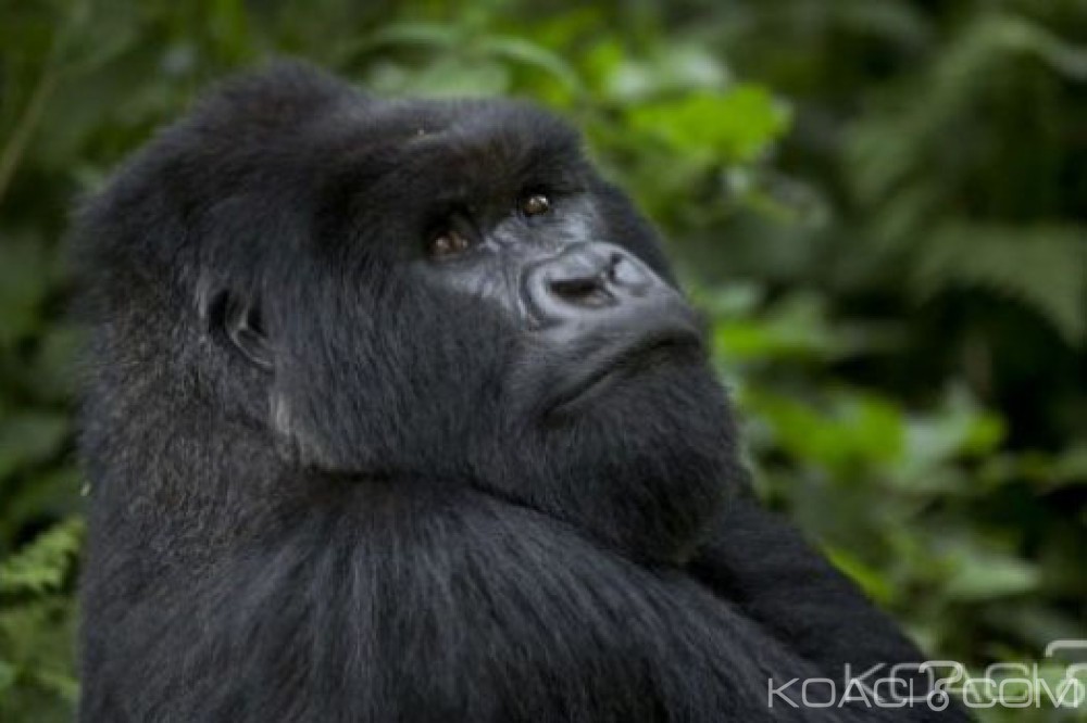 RDC: Le plus grand gorille au monde au bord de l'extinction