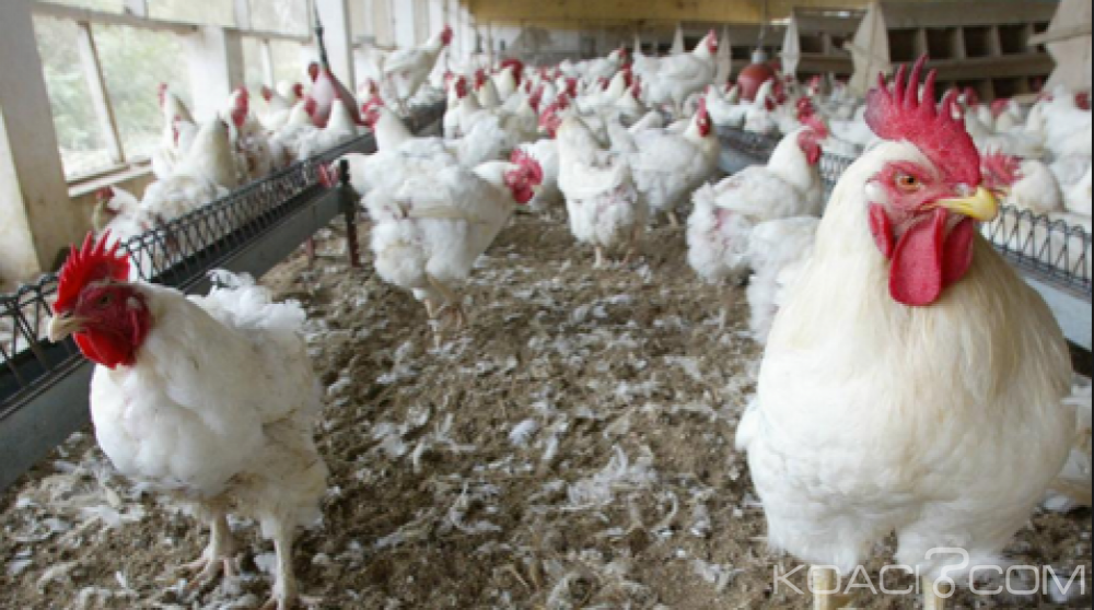 Cameroun : Au moins 16 000 sujets incinérés dans la résurgence de la grippe aviaire à  l'Ouest du pays