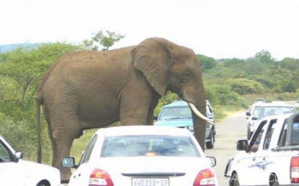 Libéria:  Des  éléphants sèment la terreur dans une ville