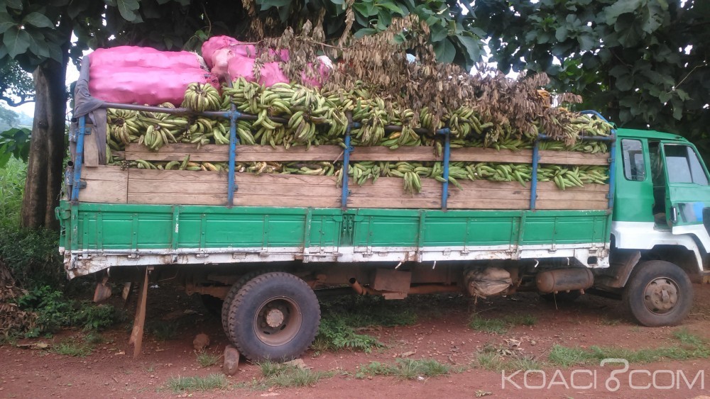 Côte d'Ivoire: Des camions chargés de bananes bloqués depuis 3 jours à  la frontière ivoiro-Guinéenne