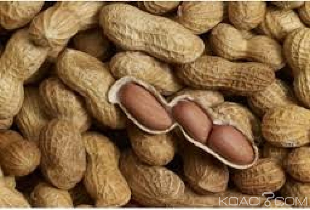 Koacinaute: Manger de l'arachide réduirait la mortalité cardiovasculaire