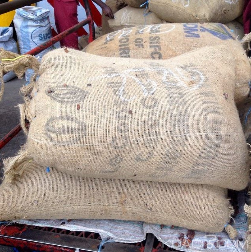 Côte d'Ivoire: Le kilo de cacao fixé à  1100 FCFA, l'ouverture de la campagne 2016-2017 prévue le 1er octobre