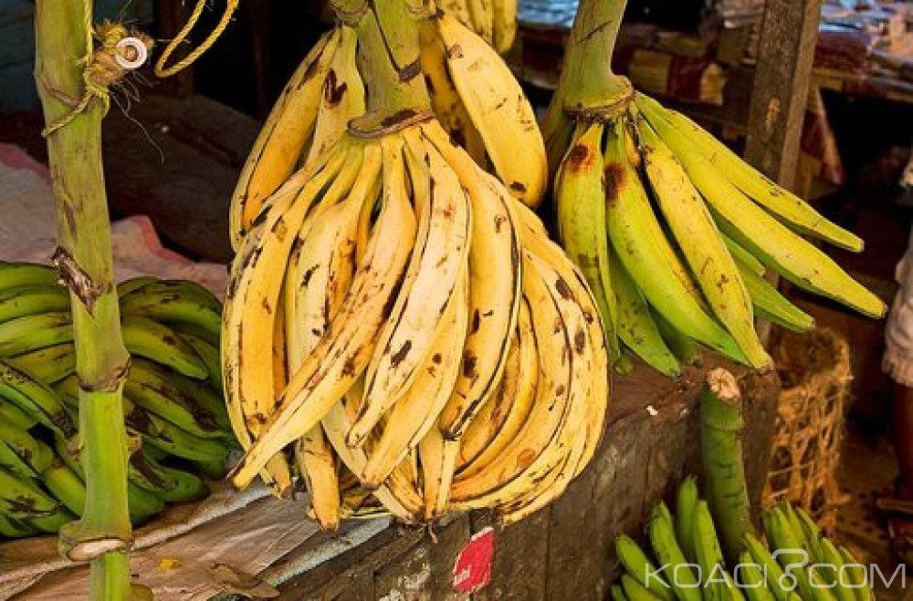 Côte d'Ivoire: Rare quand la pluie manque, la production annuelle de la banane plantain estimée à  1,7 million de tonnes